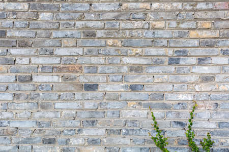 gray brick wall background with small vine plantsの写真素材