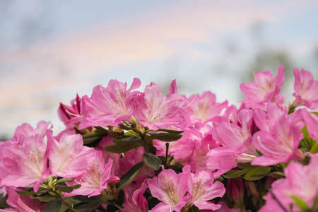 pink azalea flowers in bloom in springの写真素材