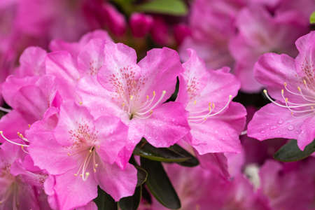 pink azalea flowers in bloom in springの写真素材