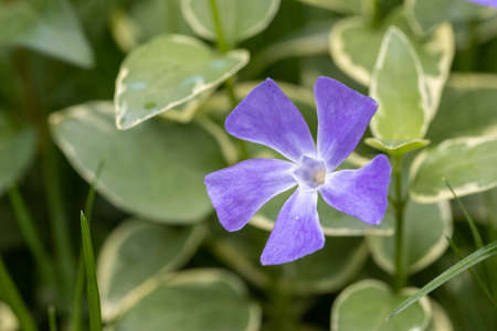 vinca major periwinkle, closeup of the little purple flowerの写真素材