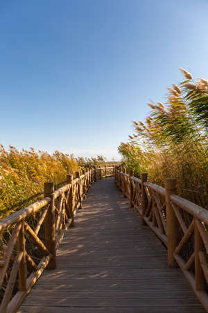reeds and wooden footpath in the autumn landscapeの写真素材