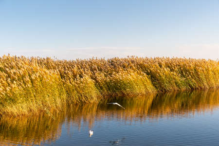 beautiful reed landscape in juyan lake basin,inner mongolia, China