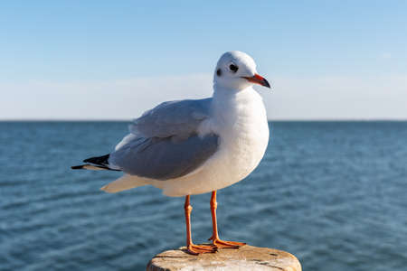 black-headed gull, red-billed gull in winter plumage by juyan lake basin, inner mongolia, Chinaの写真素材