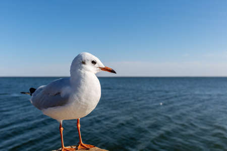black headed gull in winter plumage by juyan lake basin, inner mongolia, Chinaの写真素材