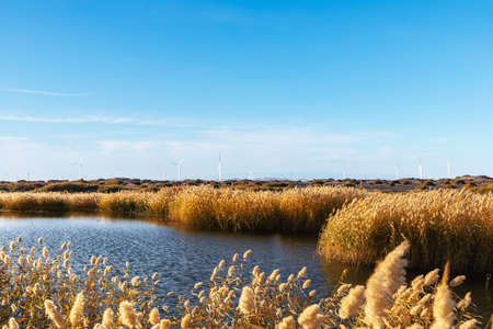 reed marshes in autumn landscape with wind farm, inner mongolia, Chinaの写真素材