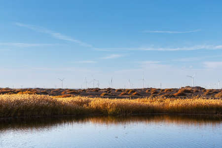 golden reed landscape, wind farm by the lake in autumn, new energy backgroundの写真素材