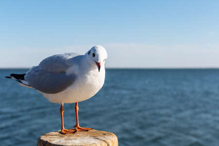 black headed gull in winter plumage by juyan lake basin, inner mongolia, China