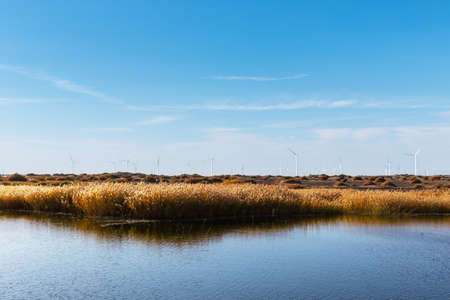 wind farm and reeds by the lake in autumnの写真素材