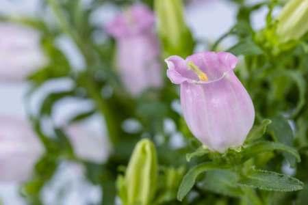 blooming pink campanula champion closeup, canterbury bells in spring, or bellflower macro, natural floral backgroundの写真素材