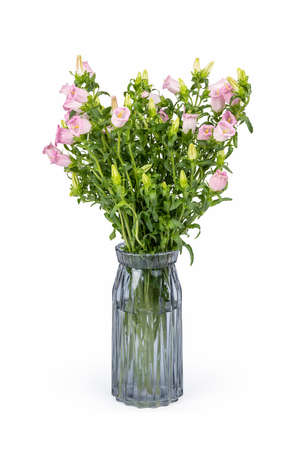 a bunch of pink campanula champion in glass vase isolated on white backgroundの写真素材