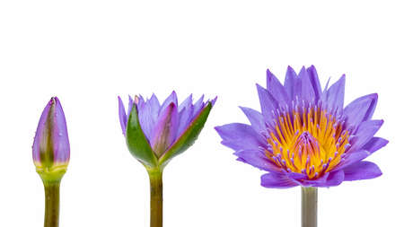 purple water lily collection isolated on white backgroundの写真素材
