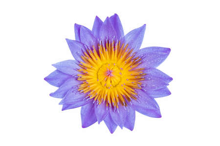 purple water lily in full bloom isolated on white backgroundの写真素材