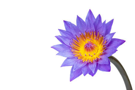purple water lily isolated on whiteの写真素材