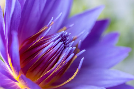 purple water lily closeup, blossom stamen macroの写真素材
