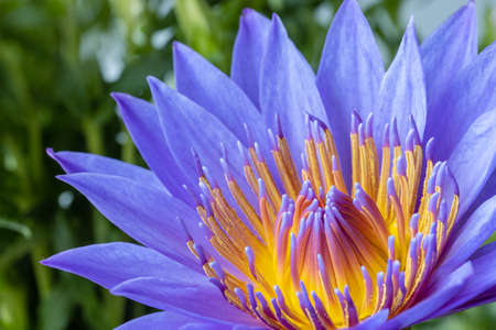 beautiful purple water lily closeup in springの写真素材