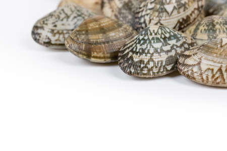 fresh raw short necked clam isolated on white backgroundの写真素材