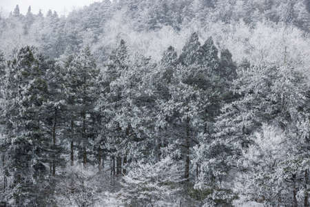 forest in the wind and snow, winter natural backgroundの写真素材