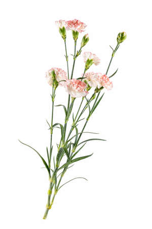 a carnation flower with many heads isolated on white backgroundの写真素材