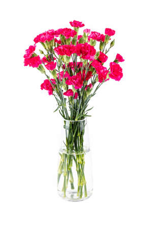 beautiful red carnation in glass vase isolated on white backgroundの写真素材