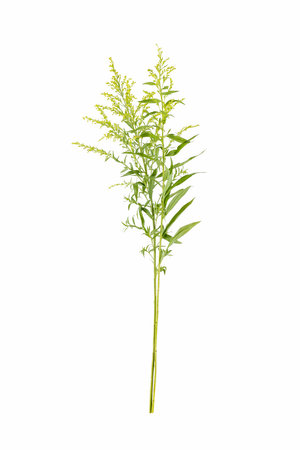 garden goldenrod grass isolated on white, solidago canadensis, often used in flower arrangementの写真素材