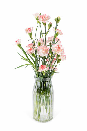 glass vase with bouquet of beautiful carnation against white backgroundの写真素材