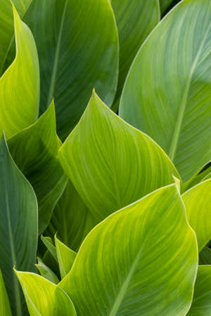 leaves of canna, abstract green texture, nature backgroundの写真素材