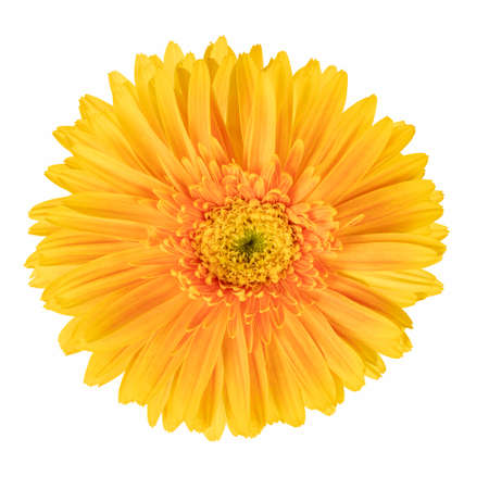 beautiful gerbera flower isolated on white backgroundの写真素材