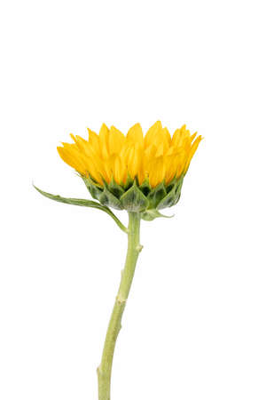 sunflower isolated with a white backgroundの写真素材