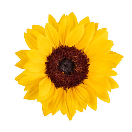 sunflower in full bloom isolated on white backgroundの写真素材