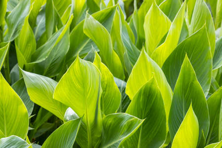 bright green leaves background of canna in summerの写真素材