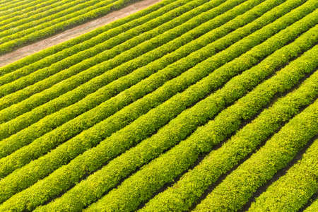 aerial view of neat and beautiful tea plantation in spring sunshineの写真素材