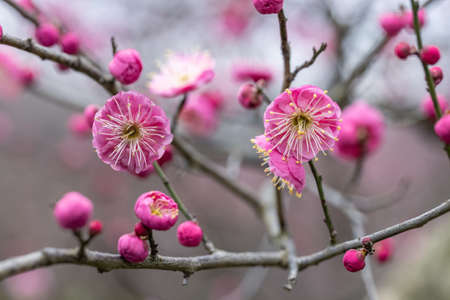 beautiful red plum blossoming in winterの写真素材