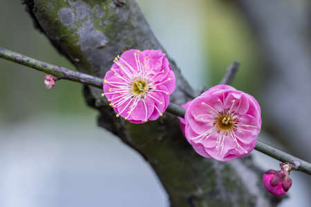 red plum blossoming in winterの写真素材