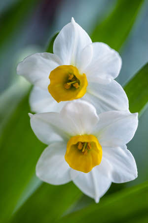 quiet charm narcissus closeup, beautiful natural floral backgroundの写真素材