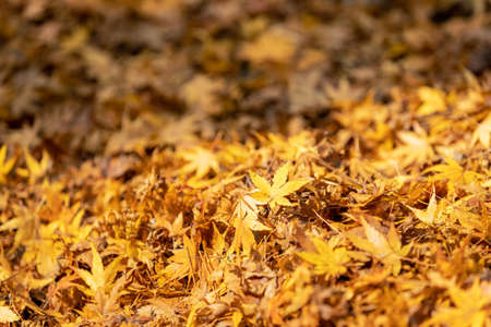 autumn leaves background, maple leaf closeup, brilliant fall colorsの写真素材