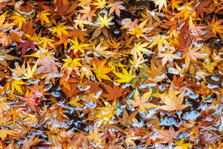 maple leaf on the pond, autumn leaves background, brilliant fall colors.の写真素材