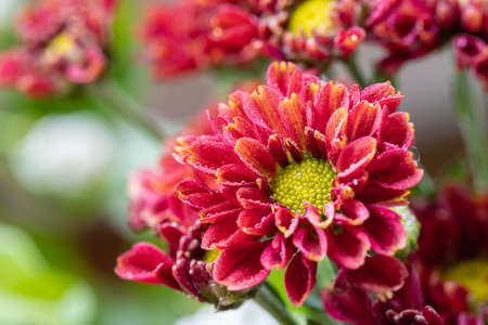 beautiful chrysanthemum closeup, African daisy with water dropの写真素材