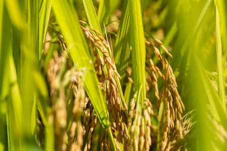 closeup of the rice in autumn, beautiful paddy fields in sunlightの写真素材