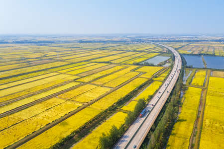 aerial view of the highway through autumn paddy fieldsの写真素材