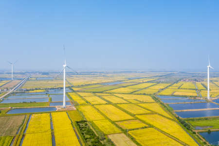 new energy landscape of windmills on autumn paddy fieldsの写真素材