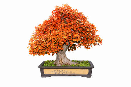 red bonsai tree of trident maple in autumn isolated on whiteの写真素材