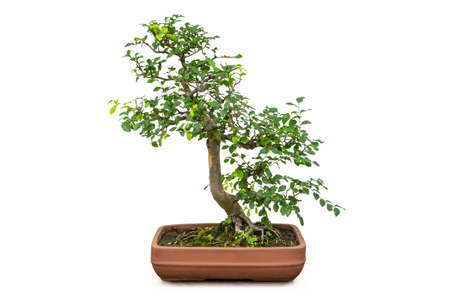 bonsai elm tree isolated on white backgroundの写真素材