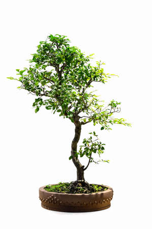 bonsai tree of chinese elm isolated on white backgroundの写真素材