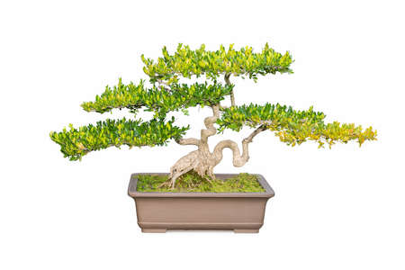 boxwood bonsai tree isolated on white backgroundの写真素材