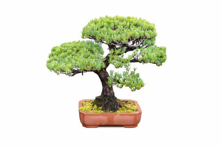 bonsai tree of five needle pine isolated on white backgroundの写真素材