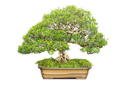 bonsai of boxwood tree isolated on white backgroundの写真素材