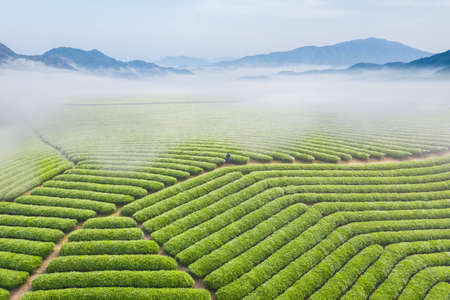 aerial view of the beautiful tea plantation landscapeの写真素材
