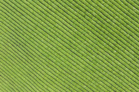 neat tea plantation green background textureの写真素材