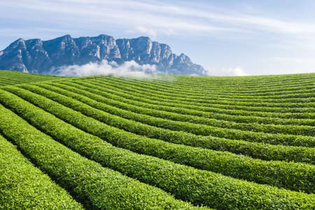 beautiful tea plantation with the five old peaks of Lushan mountain, Chinaの写真素材