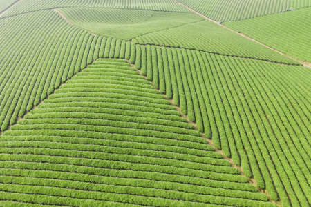 aerial view of the neat tea plantationの写真素材